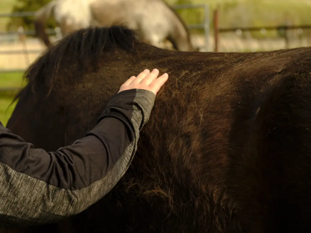 Community member resting a hand on a horse during the Horse Medicine program