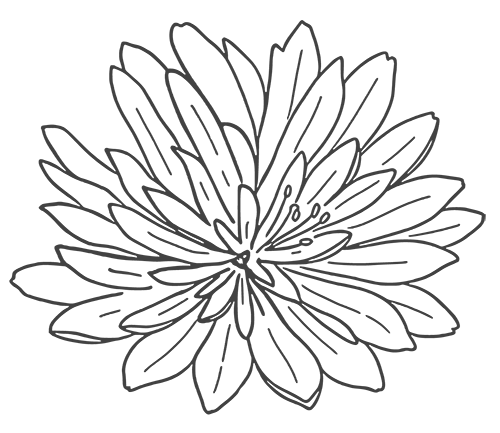 Bitterroot (Lewisia rediviva) illustration